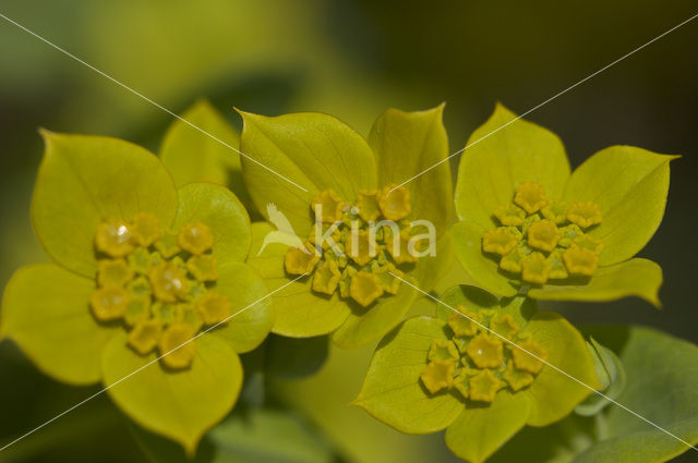 Smalle doorwas (Bupleurum subovatum)