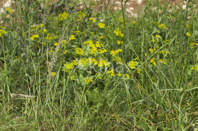 Smalle doorwas (Bupleurum subovatum)