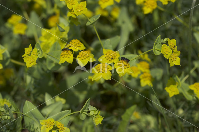 False Thorow-wax (Bupleurum subovatum)