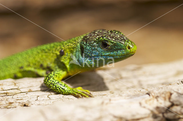 Green Lacerta (Lacerta viridis)