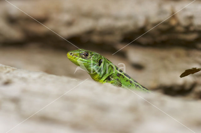 Green Lacerta (Lacerta viridis)