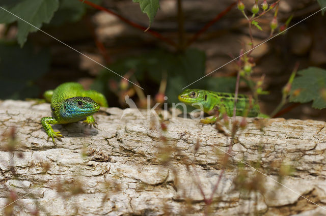 Smaragdhagedis (Lacerta viridis)