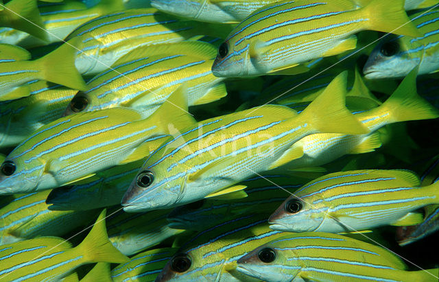 Fivelined snapper (Lutjanus quinquelineatus)