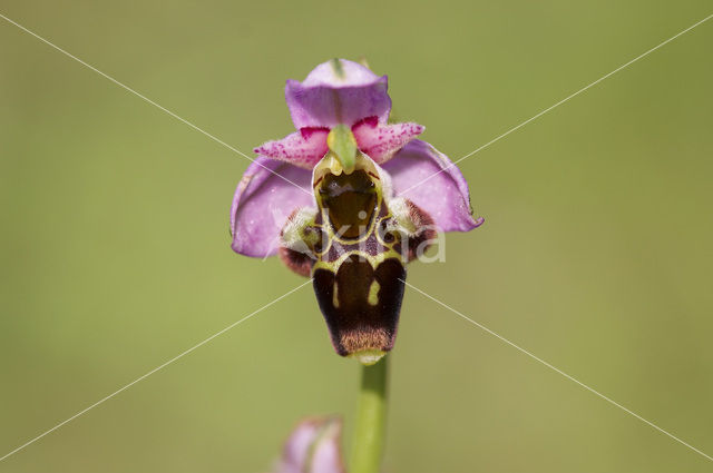 Woodcock orchid (Ophrys scolopax)