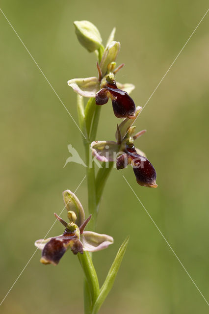 Woodcock orchid (Ophrys scolopax)