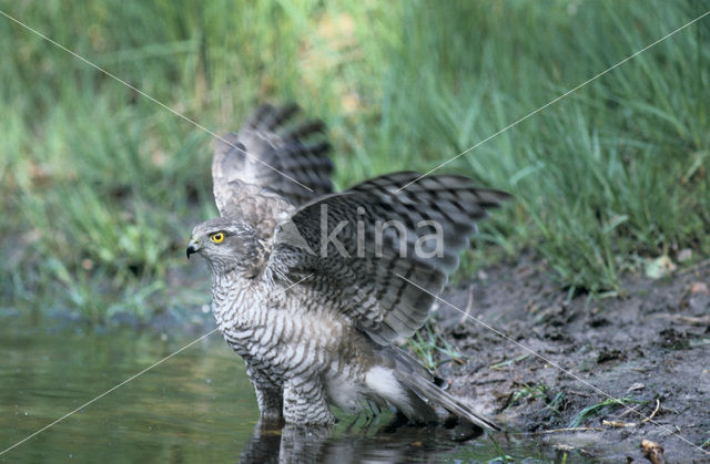 Sparrow Hawk (Accipiter nisus)
