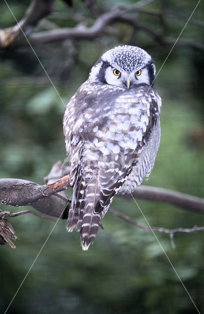 Northern Hawk Owl (Surnia ulula)