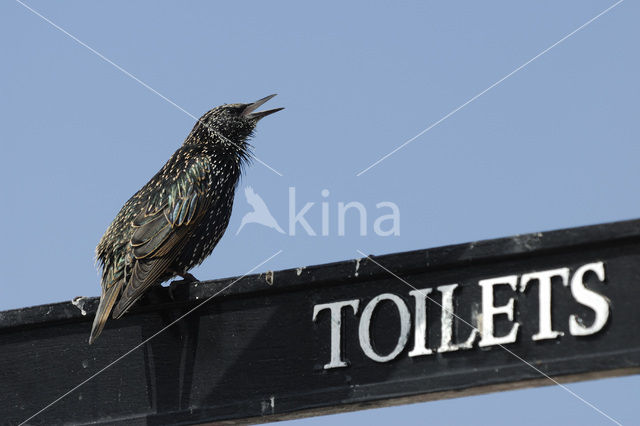 Spreeuw (Sturnus vulgaris)