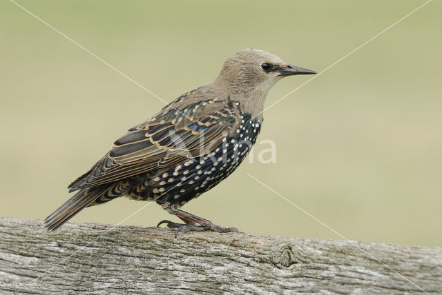 European Starling (Sturnus vulgaris)