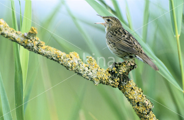 Grasshopper Warbler (Locustella naevia)