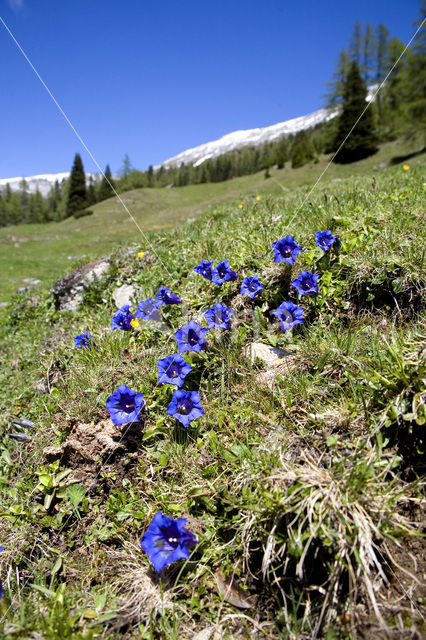 Stemless gentian (Gentiana acaulis)