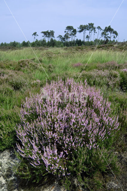 Heather