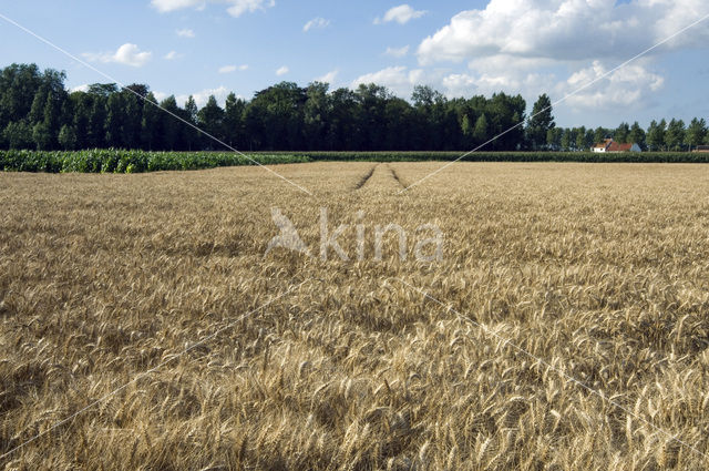 Wheat (Triticum spec.)