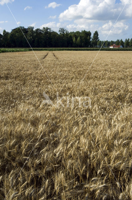 Tarwe (Triticum spec.)