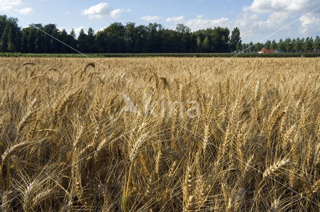 Wheat (Triticum spec.)