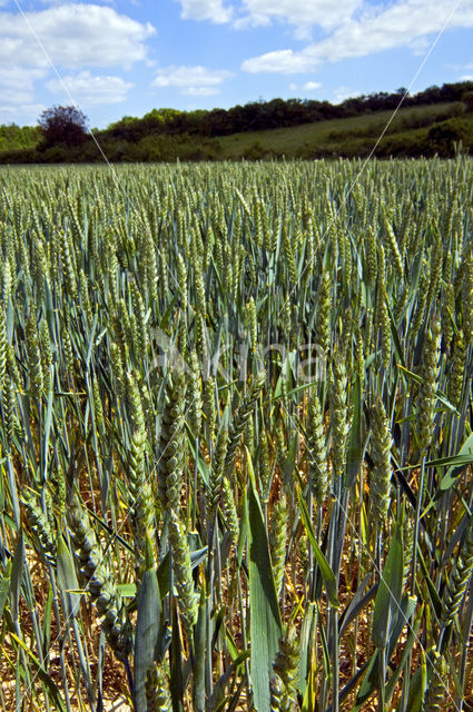 Wheat (Triticum spec.)