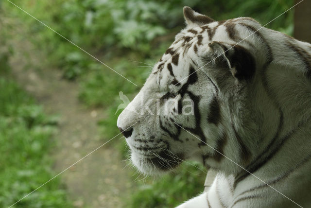 Tiger (Panthera tigris)