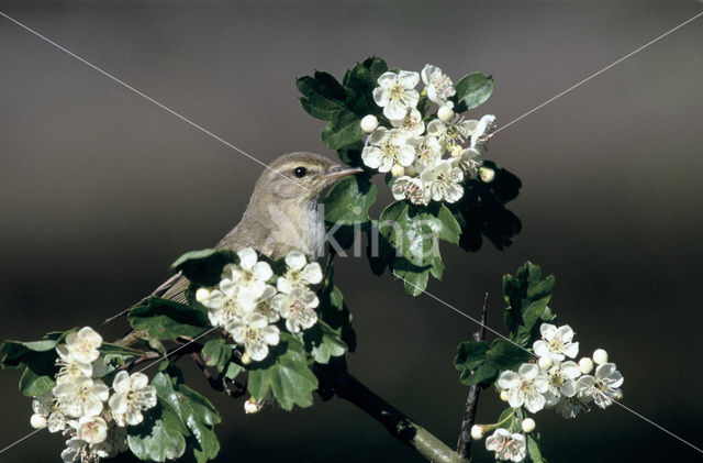 Chiffchaff (Phylloscopus collybita)