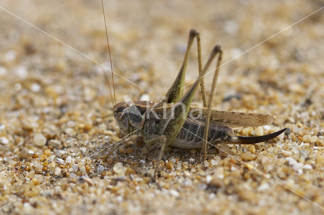Tuberous Bush-cricket (Platycleis affinis)