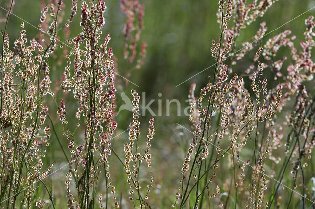 Common Sorrel (Rumex acetosa)