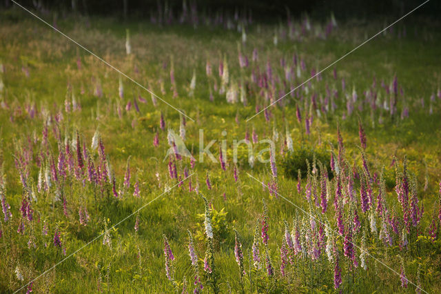 yellow foxglove (Digitalis grandiflora)