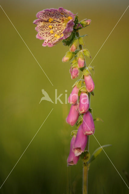 Vingerhoedskruid (Digitalis grandiflora)