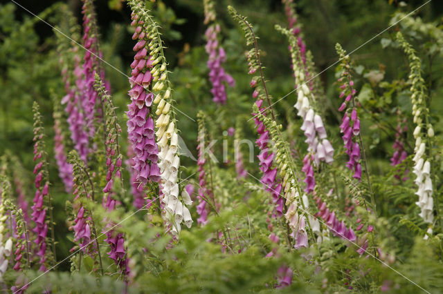 Vingerhoedskruid (Digitalis grandiflora)