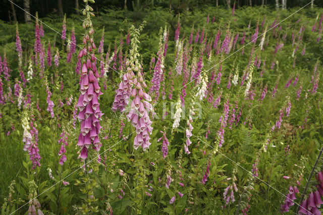 Vingerhoedskruid (Digitalis grandiflora)