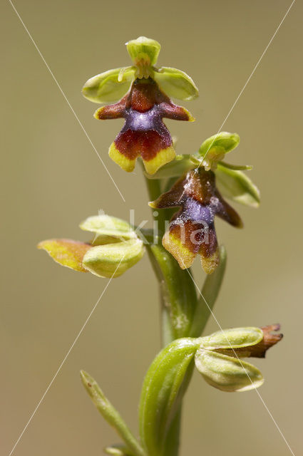 Vliegenorchis van de Causses (Ophrys aymoninii)