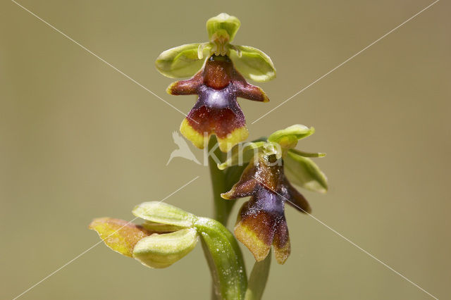 Vliegenorchis van de Causses (Ophrys aymoninii)