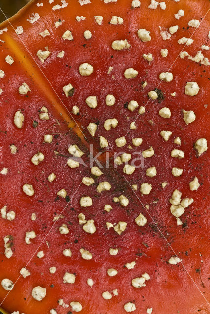 Fly agaric (Amanita muscaria)