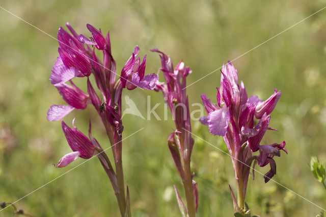 Vlinderorchis (Orchis papilionacea var. expansa)