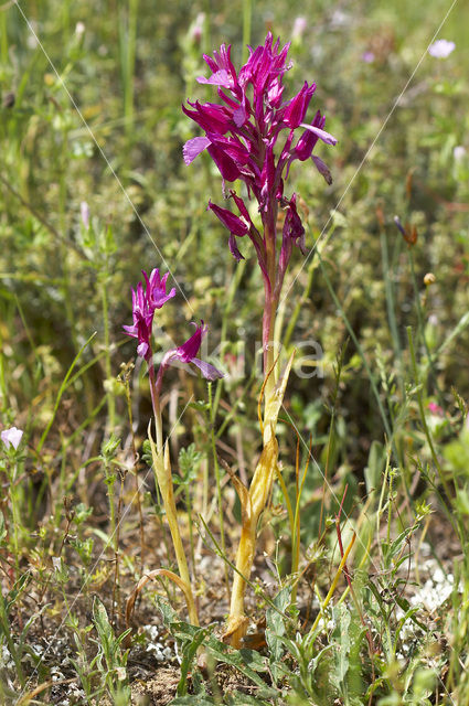 Butterfly orchid (Orchis papilionacea var. expansa)