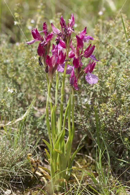 Vlinderorchis (Orchis papilionacea var. expansa)