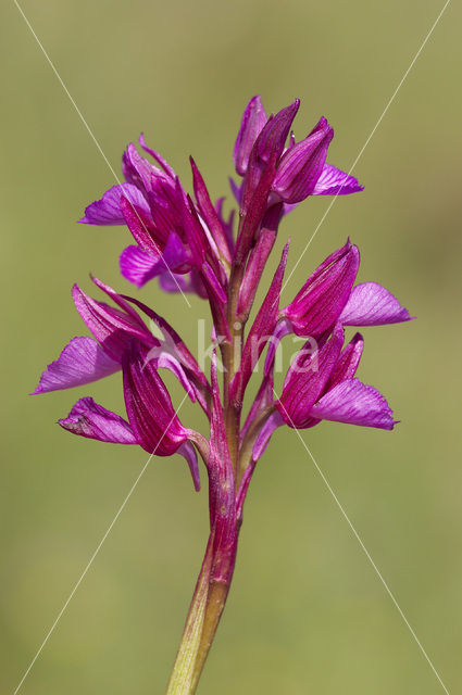 Butterfly orchid (Orchis papilionacea var. expansa)