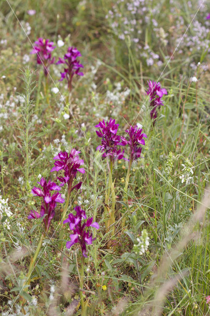 Butterfly orchid (Orchis papilionacea var. expansa)