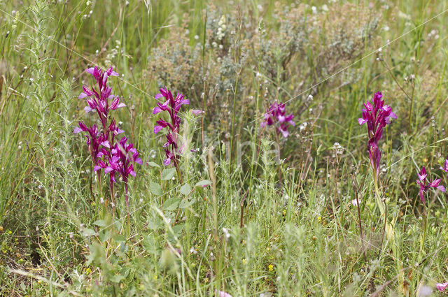 Vlinderorchis (Orchis papilionacea var. expansa)