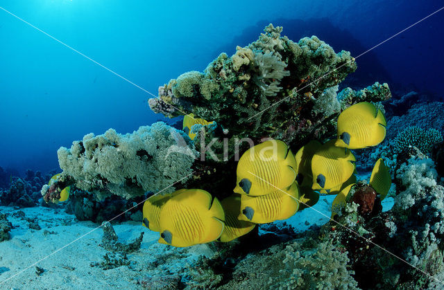 Masked butterflyfish (Chaetodon semilarvatus)