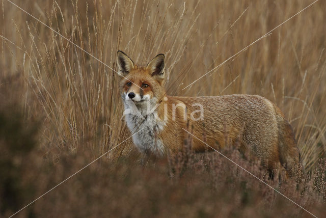 Vos (Vulpes vulpes)