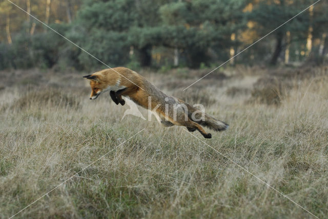 Fox (Vulpes vulpes)