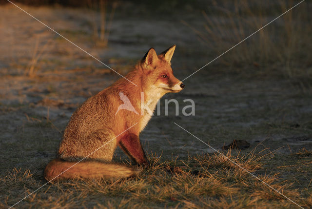 Vos (Vulpes vulpes)