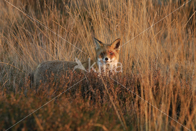 Vos (Vulpes vulpes)
