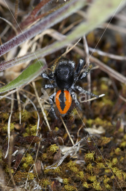 jumping spider (Philaeus chrysops)