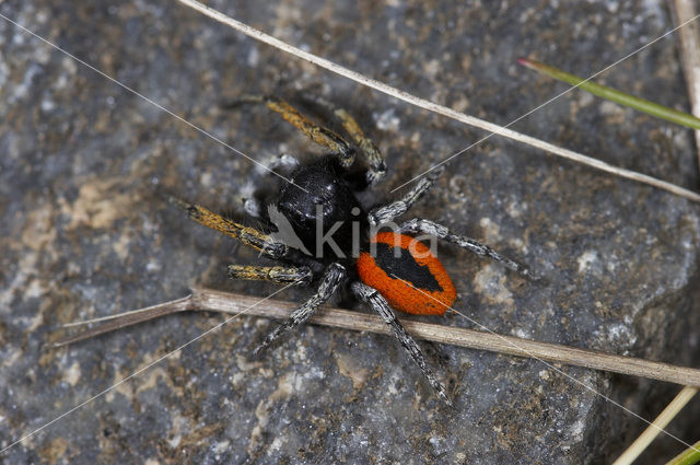 jumping spider (Philaeus chrysops)