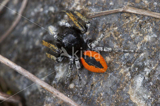 jumping spider (Philaeus chrysops)