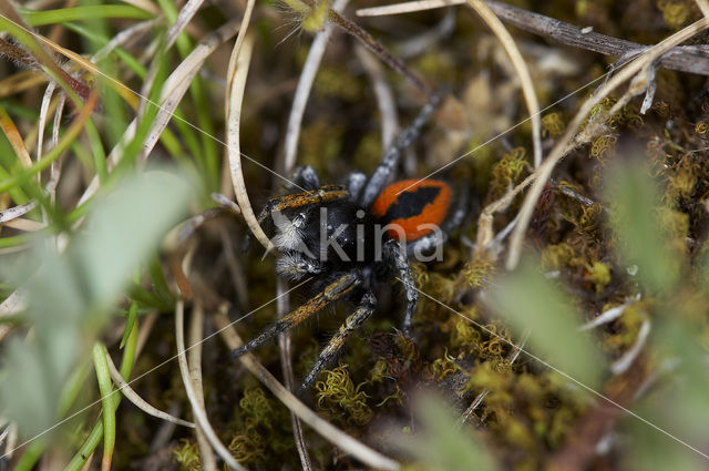 jumping spider (Philaeus chrysops)