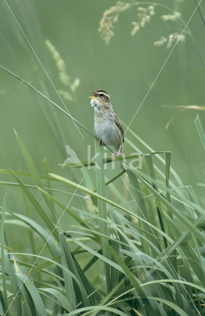 Waterrietzanger (Acrocephalus paludicola)