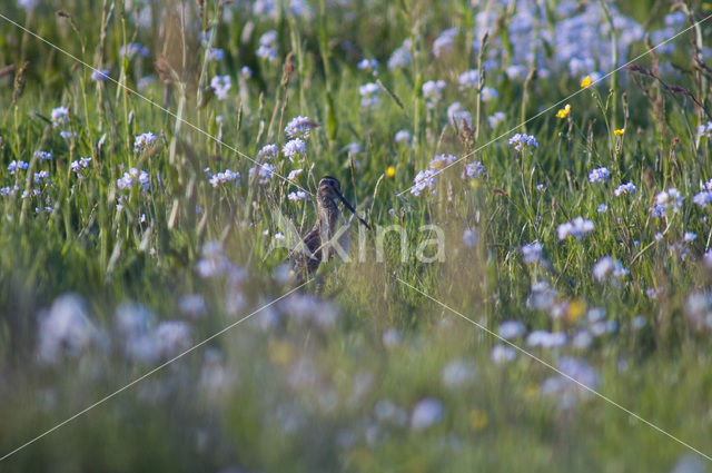 Common Snipe (Gallinago gallinago)