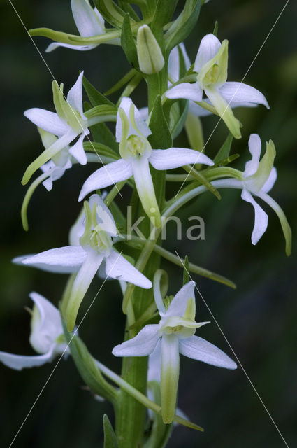 Lesser Butterfly-orchid (Platanthera bifolia)
