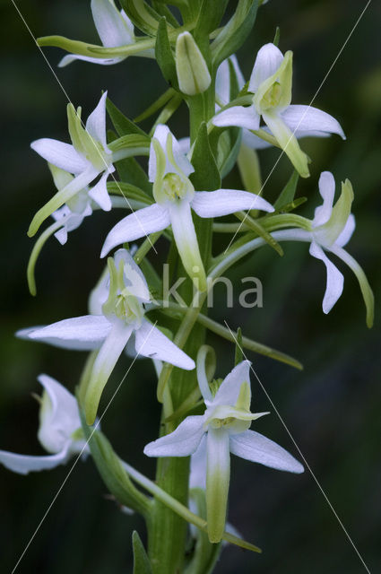 Welriekende nachtorchis (Platanthera bifolia)